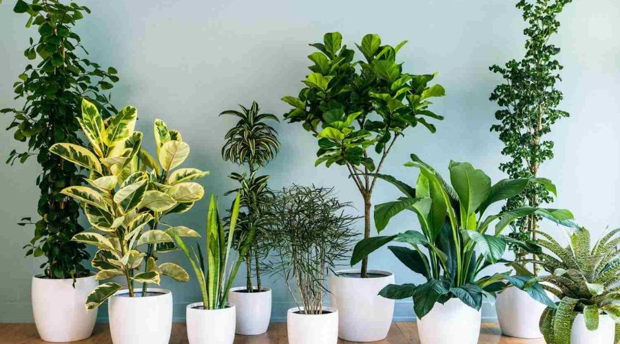 Giải pháp phong thủy hóa giải khí xấu từ bể phốt