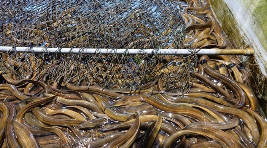 Cách xử lý bồn cầu tắc bằng lươn nhanh gọn