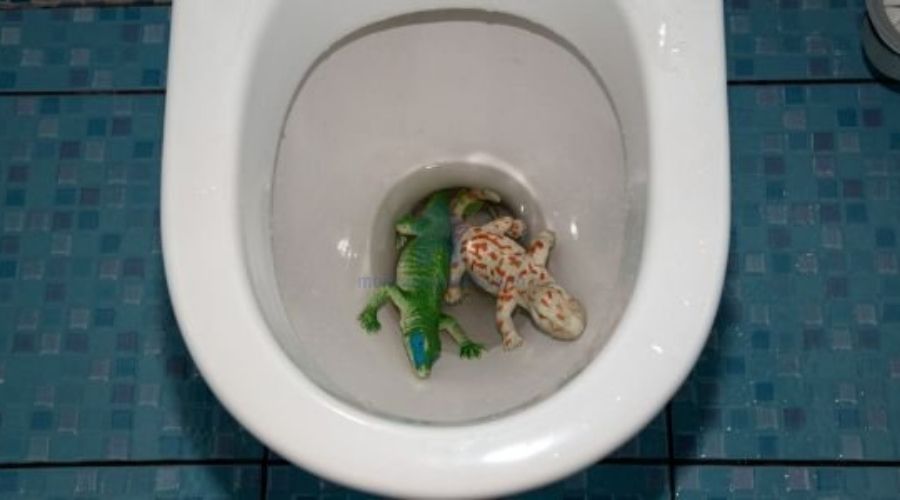 Mẹo xử lý bồn cầu tắc do vật cứng