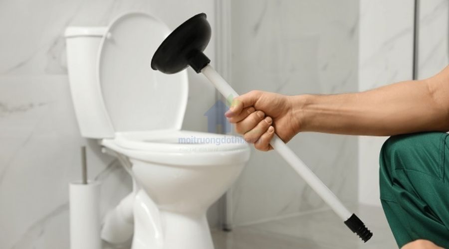 Cây thông bồn cầu – công dụng và cách dùng chi tiết