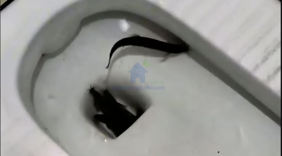 Mẹo thông bồn cầu bằng lươn có hiệu quả không