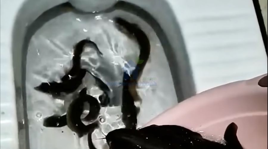 Hướng dẫn thông tắc bồn cầu bằng lươn an toàn